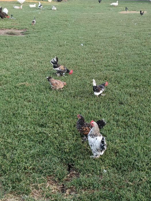 Продават се японски петлета и кокошки.