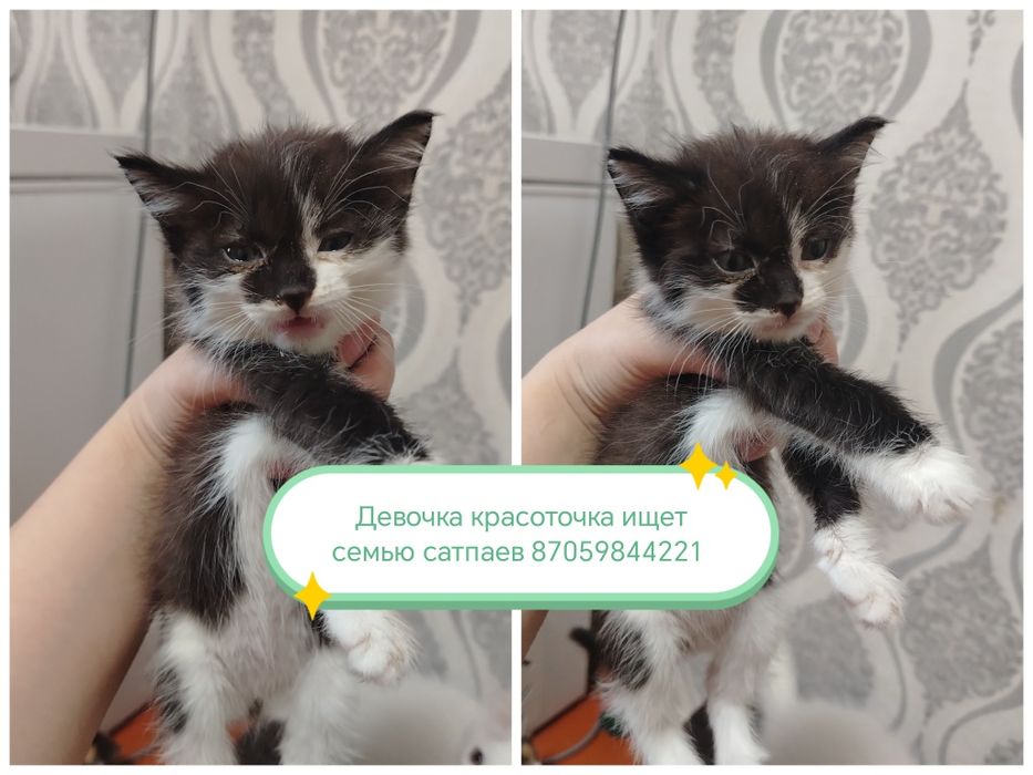Отдам котят в добрые руки
