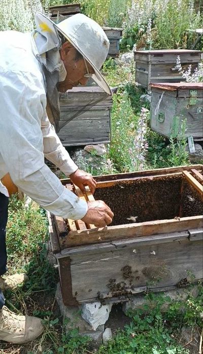 Мёд с Испайсой, высокогорный, разнотравье. Испайсой шифобахш асали.