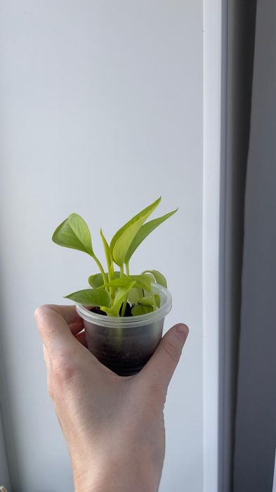 Неон лайм лиана неон