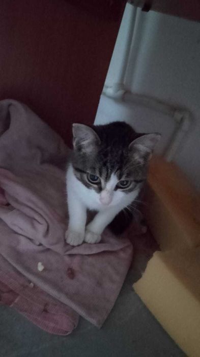 Отдам котенка в добрые руки