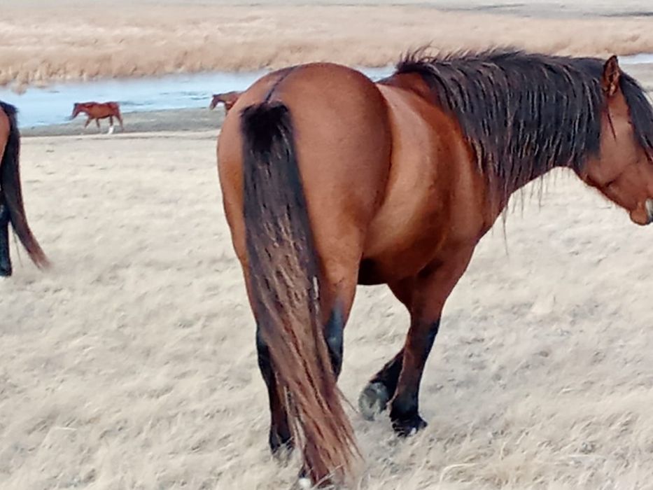 Айғыр сатылады .