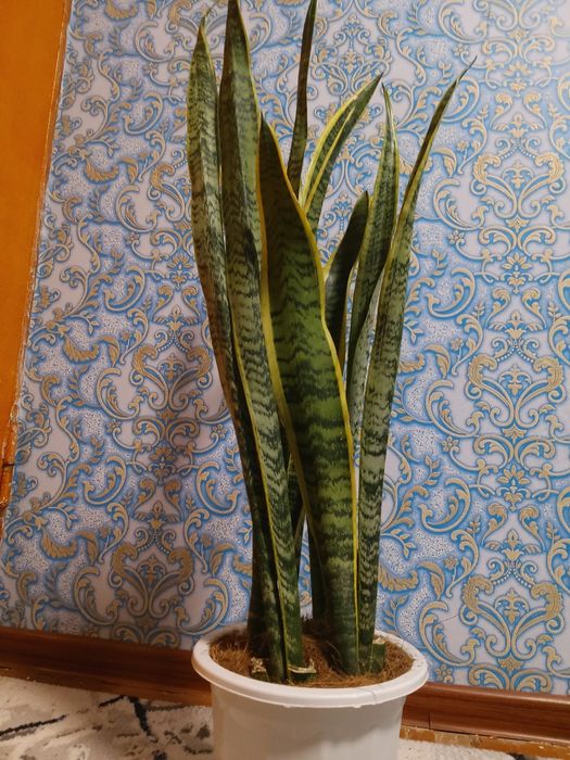 Сансеверия / Sanseveriya