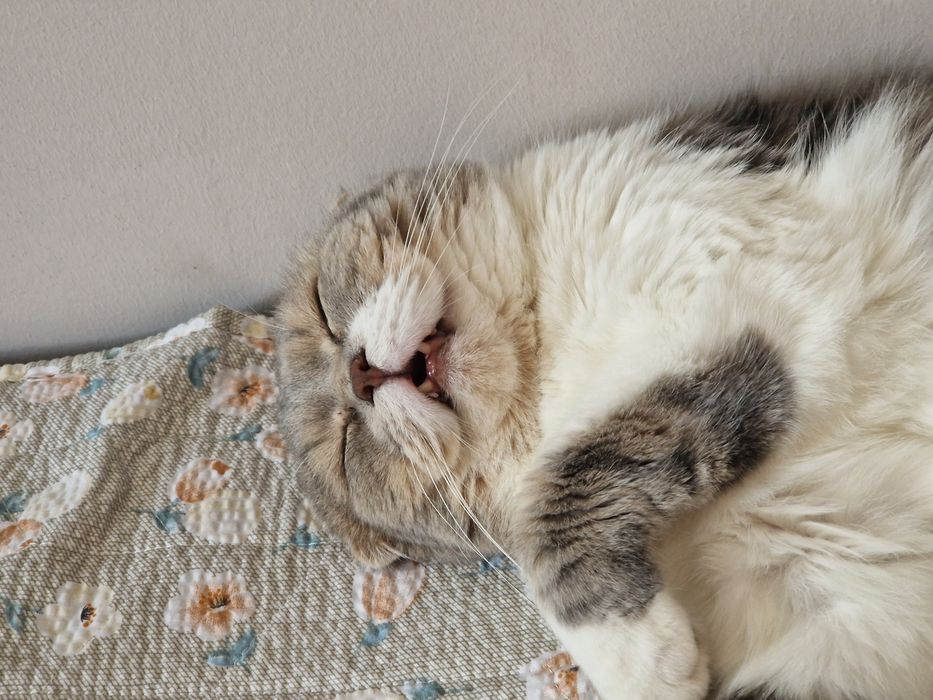 Отдам в добрые руки кота .