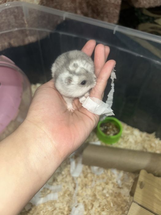 хомяк 3 месяца со всем необходимым.