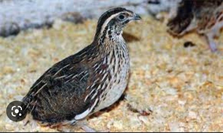 Bedan bor tayor 35 kunlik