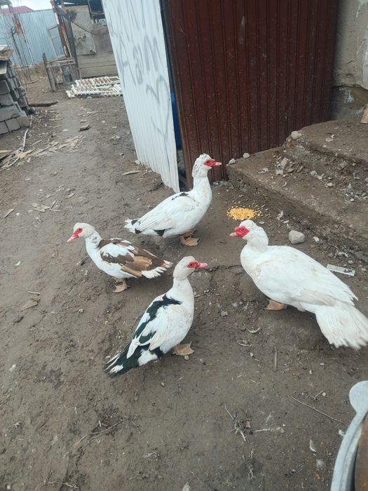 Продам индоуток цена 8000 за самку