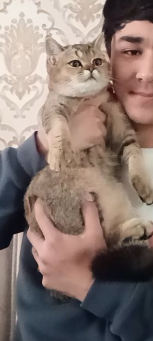 ( Вязка) British Shorthair Chinchilla silver classic Tabby