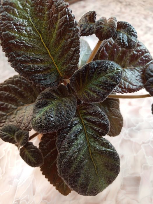 Комнатное растение Эписция.продам.