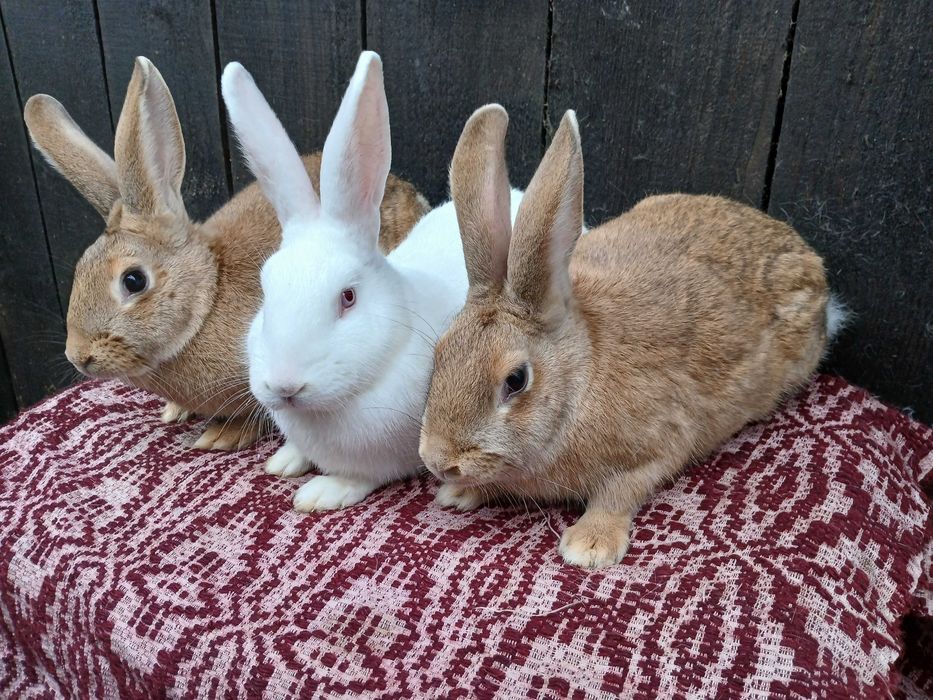 Femele hycole francez!