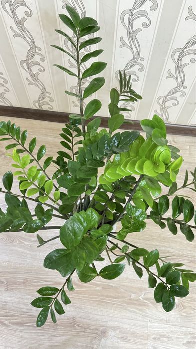 Комнатные расстения, декоративные цветый