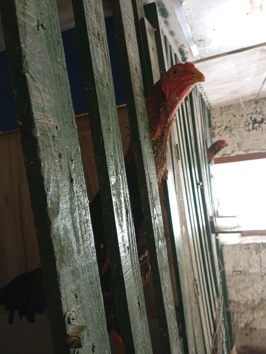 Бойцовский дакан