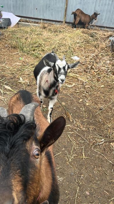 Ешкилер сатылады