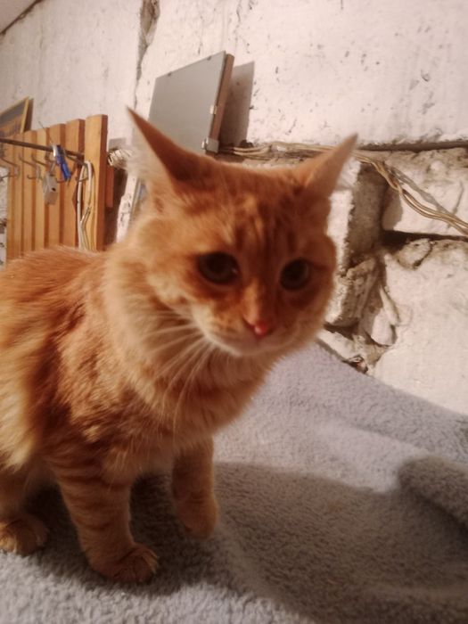 Котик в добрые руки.