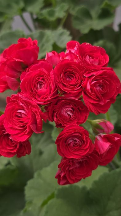 Цветы комнатные растения