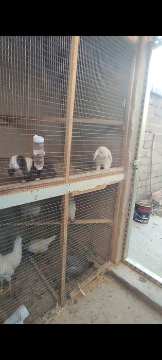 Quyon  para sotiladi erkak va urg‘ochi