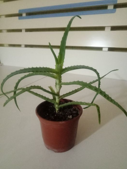 Алоэ лекарственное.