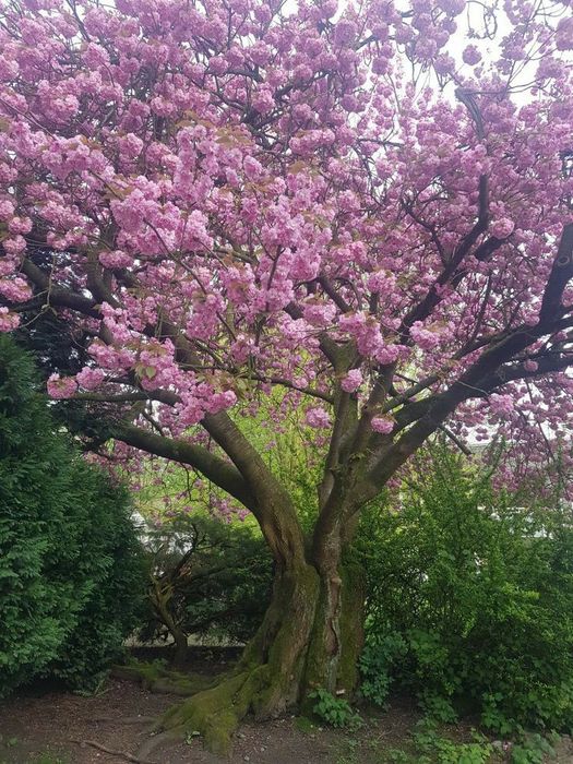 Cires Japonez Kanzan