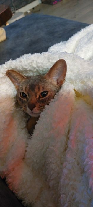 Нужен жених для кошки