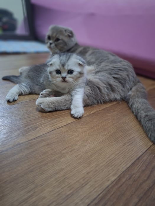 Котята шишила продажа