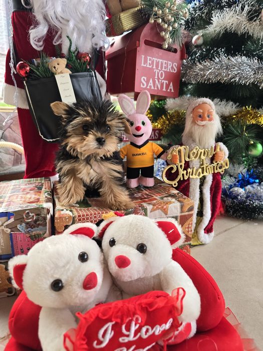 Мини йоркширски териер