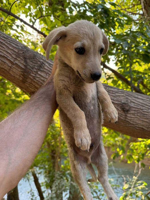 Отдам щенка хорошим людям