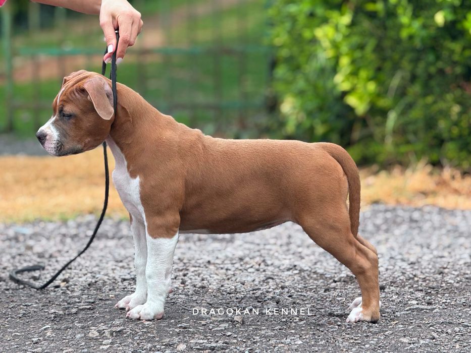 Amstaff cu pedigree