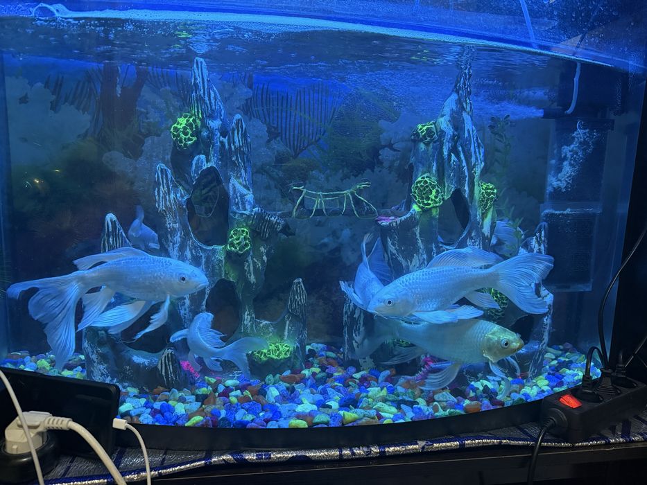 Коя балиқлар сотилади