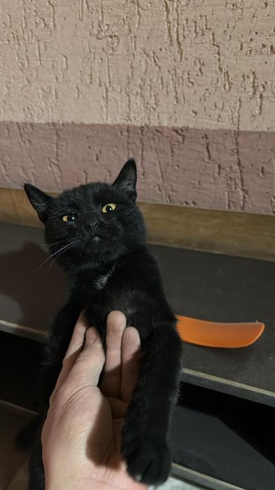 Отдаю котят В хорошие руки