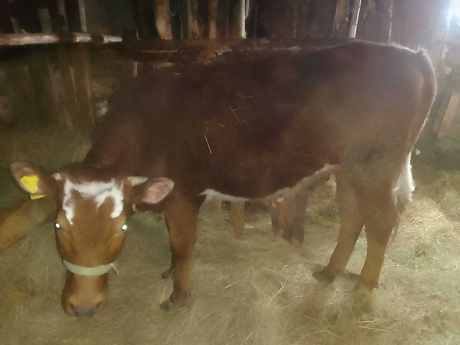 Продам годовалую тёлку