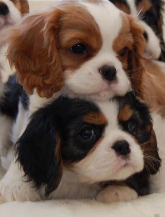 Кавалер кинг чарлз шпаньол мъжки и женски