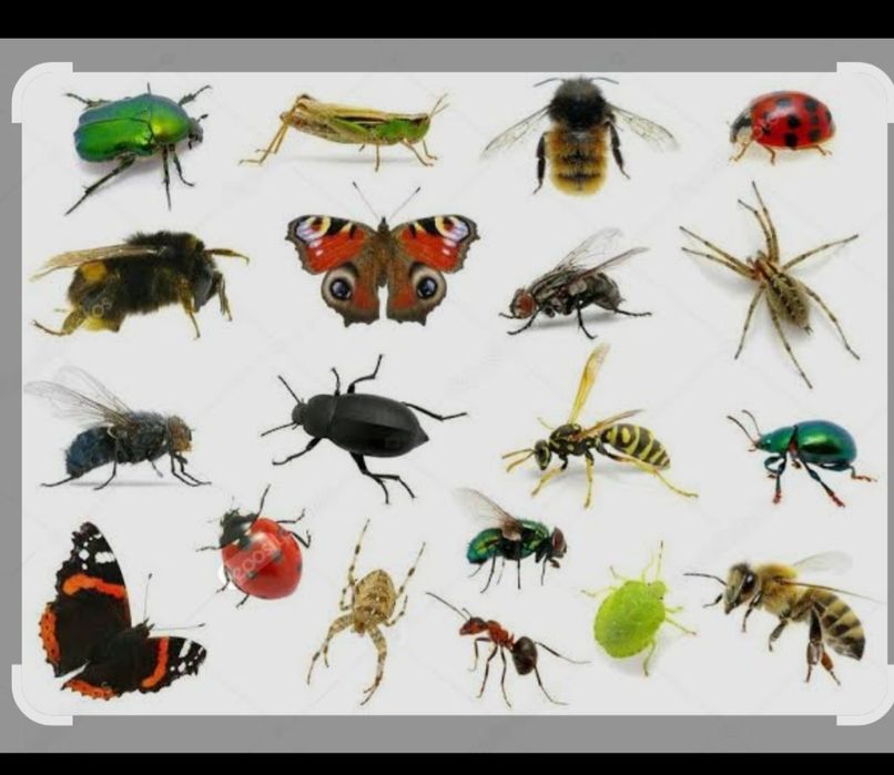 Уй ховлилар замда  мевали манзарали дарахтлар дорилаш