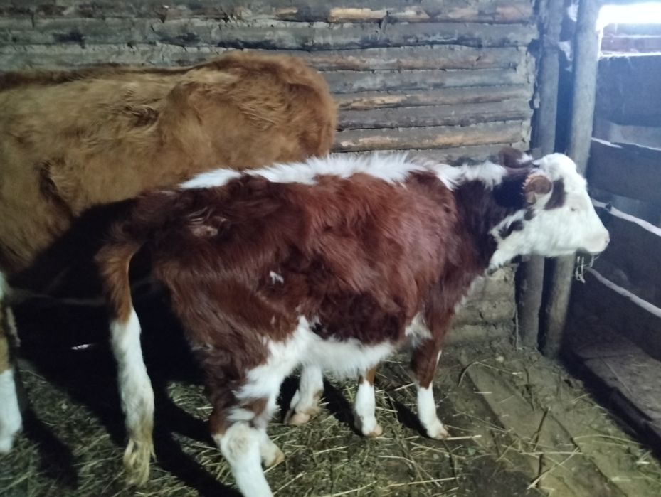 Продам двух телок 7 месяцев.