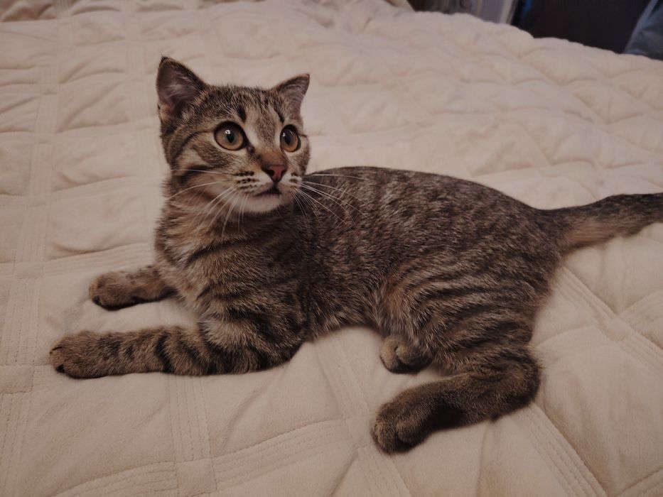 Котенок в добрые руки