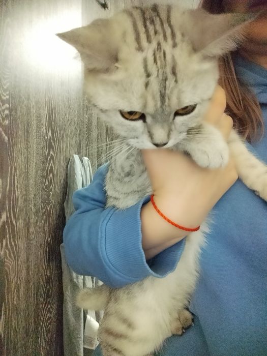 Продам кошечку скотиш страйт
