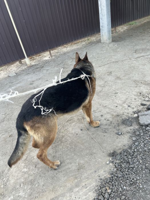 Немецкий овчарка