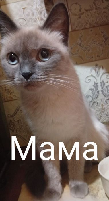 Продаётся котёнок