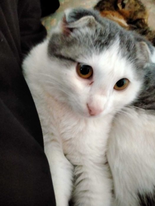 Продам котёнок весолухи
