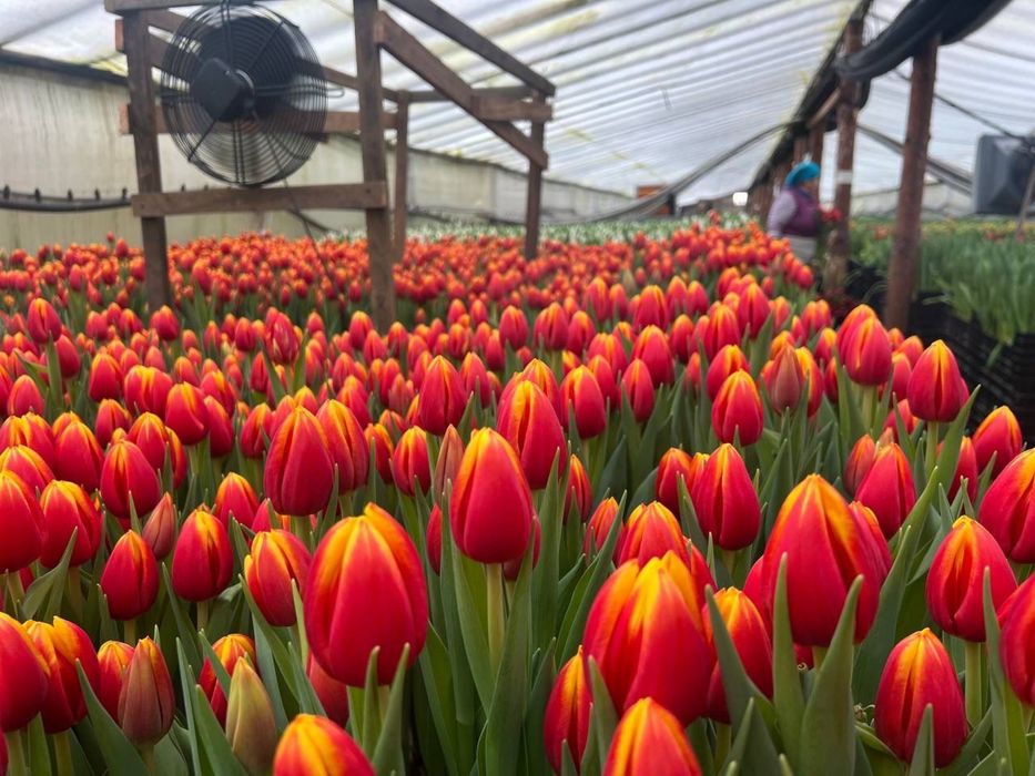 Тюльпан оптом Белоруссия