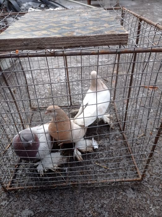 Голуби Голубки самки