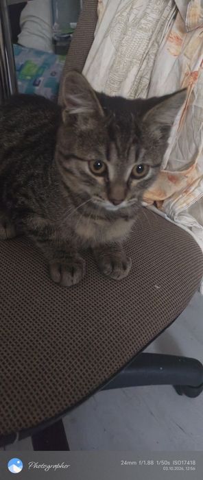 Мальчик 3 мес котенок