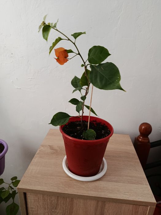 Комнатные растения. Бугенвиллия.Пеларгония.