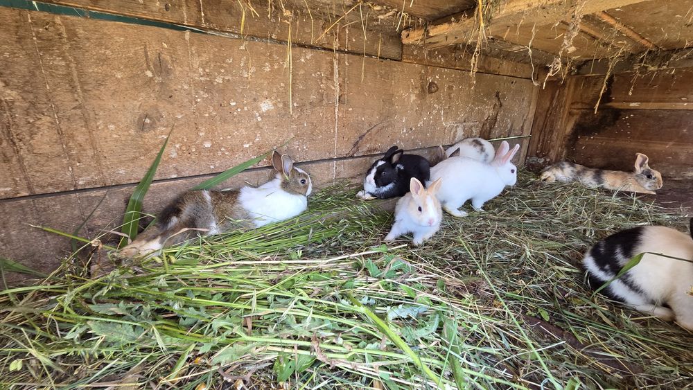 Iepuri pitici pui și adulți disponibili