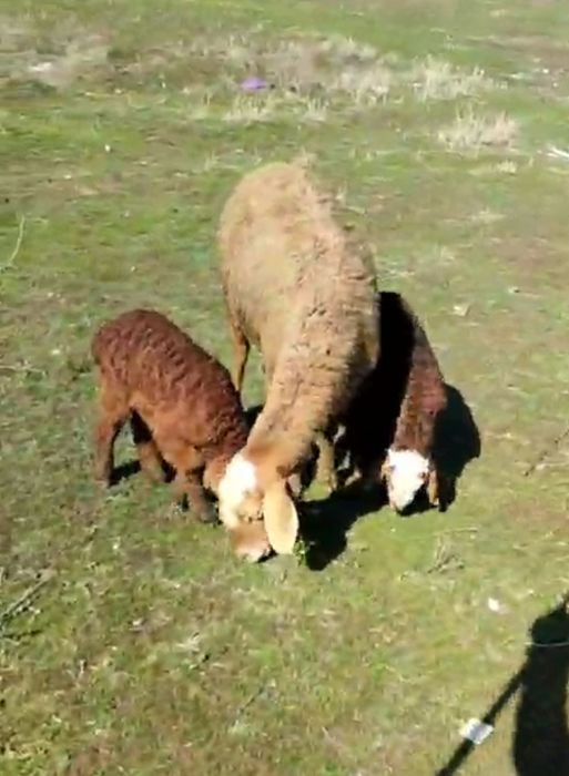 Егіз қозылы қой овца с двойняшками