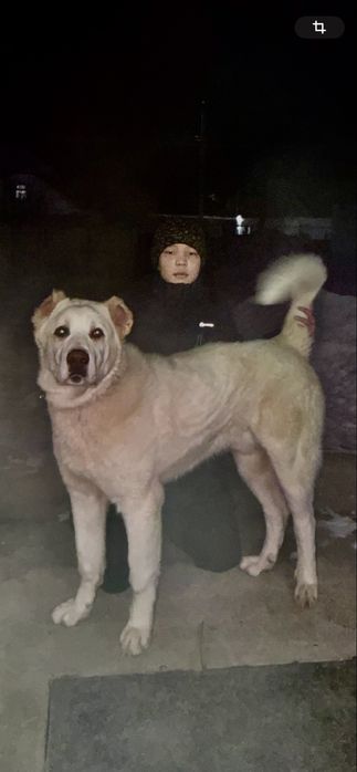 Продам алабай щенок