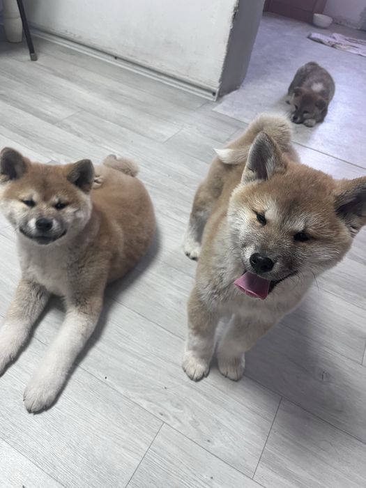 Щенки Акита ину