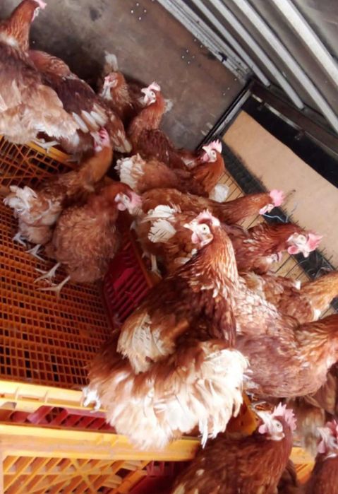 Ferma de găini vă oferim înspre vânzare găină roșie ouătoare rasă issa