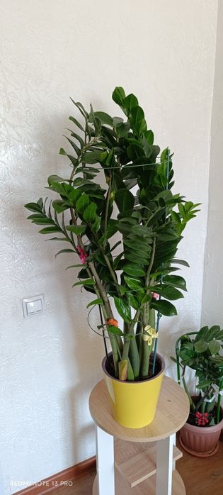 Продам Замиякулькас (долларовое дерево)