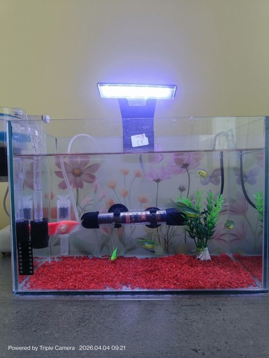 Acvariu complet cu pesti