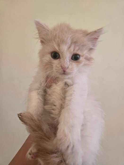 Кошки и котики в добрые руки